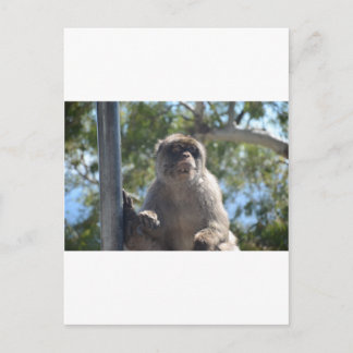 Postal Barbary Ape