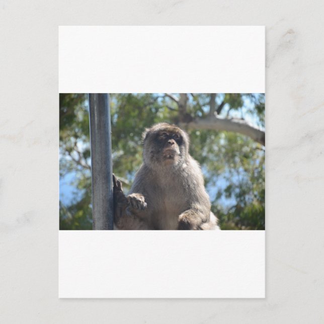 Postal Barbary Ape (Anverso)