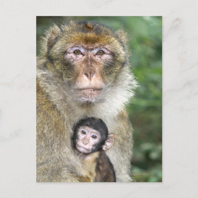 Postal Barbary Macaque . Adulto con bebé Macaca (Anverso)
