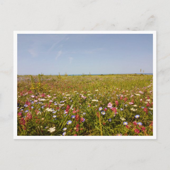 Postal Barbate, Andalucía (España) (Anverso)