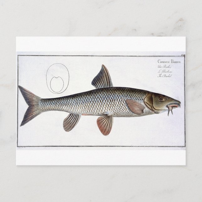 Postal Barbel (Cyprinus Barbus) placa XVIII de Ichthyo (Anverso)