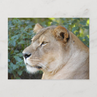Postal Barberal Lion-set-1-008