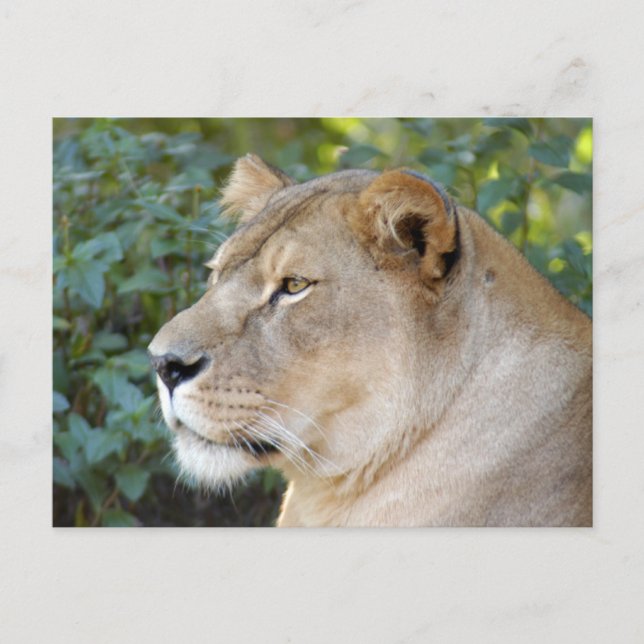 Postal Barberal Lion-set-1-008 (Anverso)