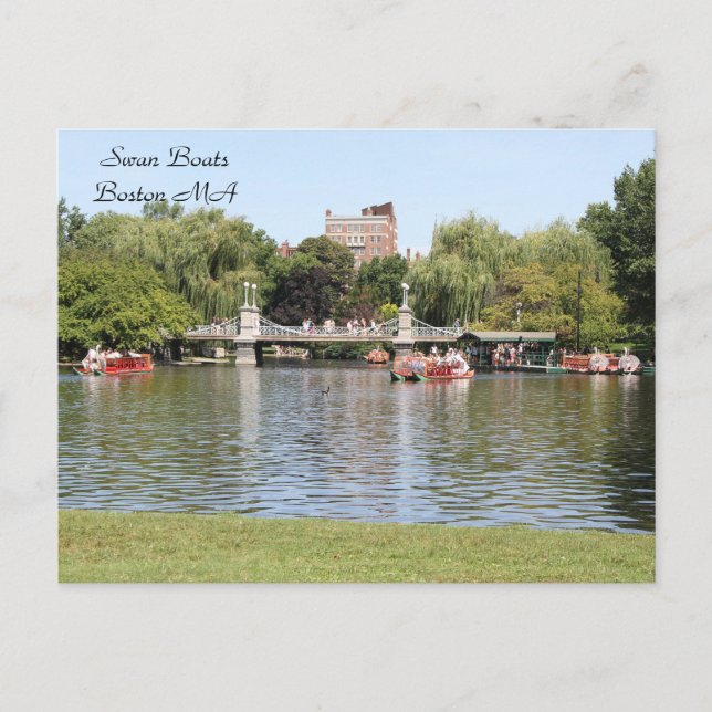Postal Barcas del cisne, Boston, MA, fotografía (Anverso)