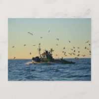 Barco pesquero y un rebaño de gaviotas.