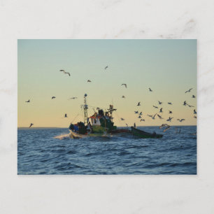 Postal Barco pesquero y un rebaño de gaviotas.