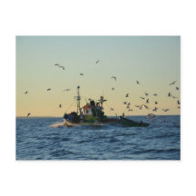 Barco pesquero y un rebaño de gaviotas.