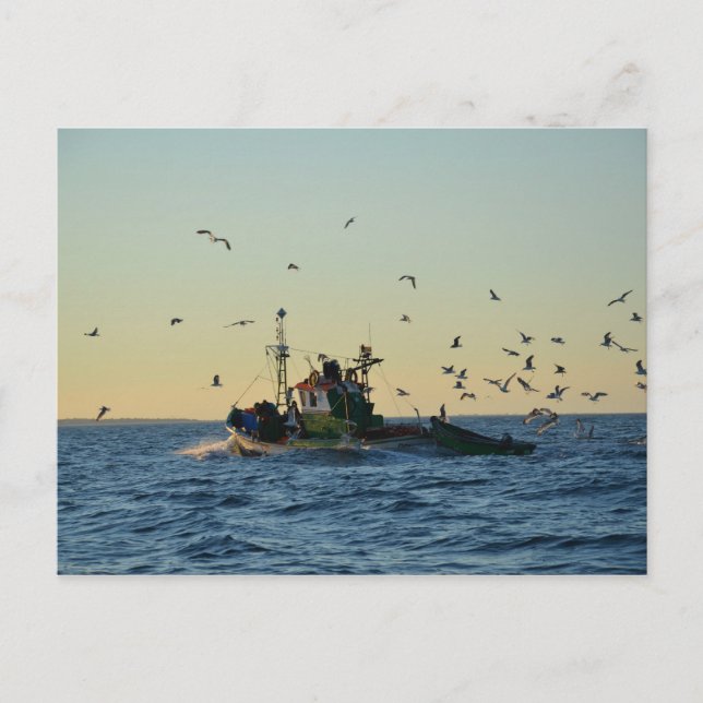 Postal Barco pesquero y un rebaño de gaviotas. (Anverso)