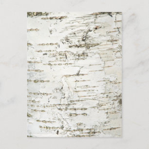 POSTAL BARK BIRCH