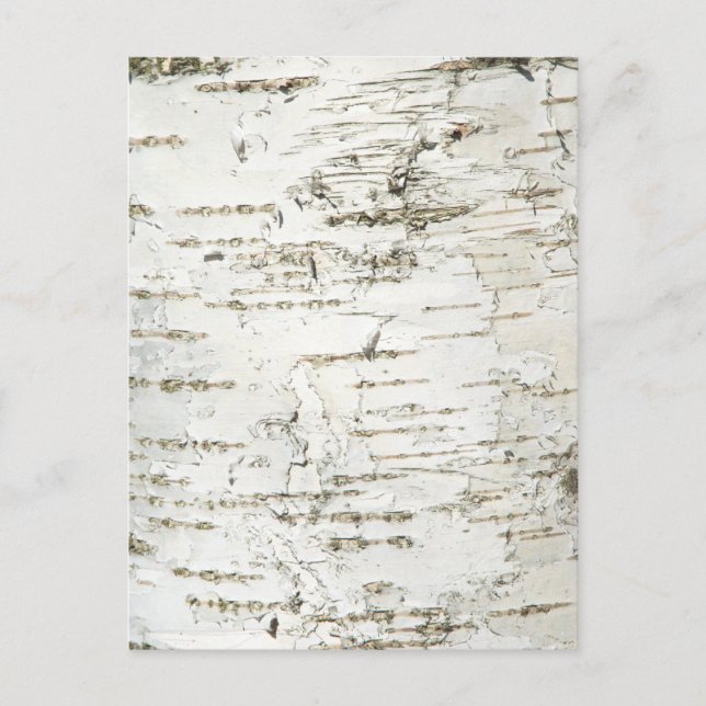 POSTAL BARK BIRCH (Anverso)