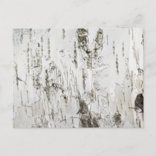 POSTAL BARK BIRCH