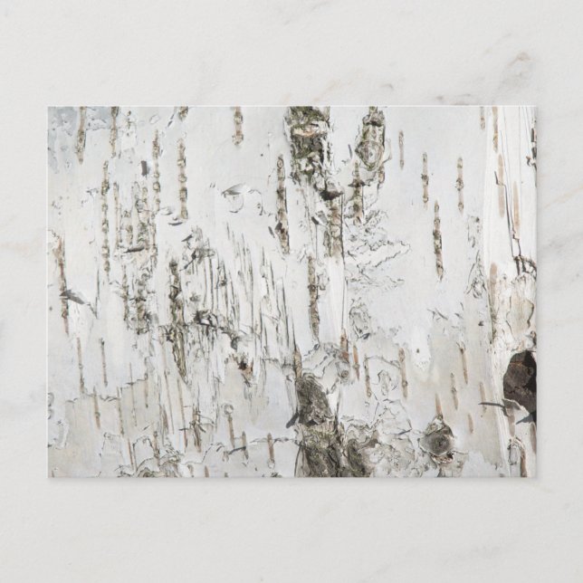 POSTAL BARK BIRCH (Anverso)