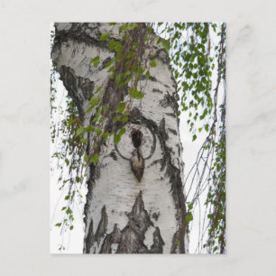POSTAL BARK TREE
