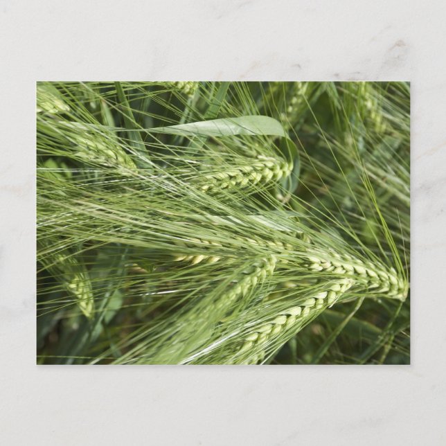 Postal Barley Field (Anverso)