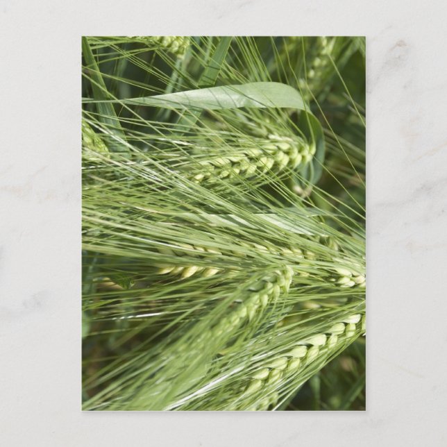 Postal Barley Field (Anverso)