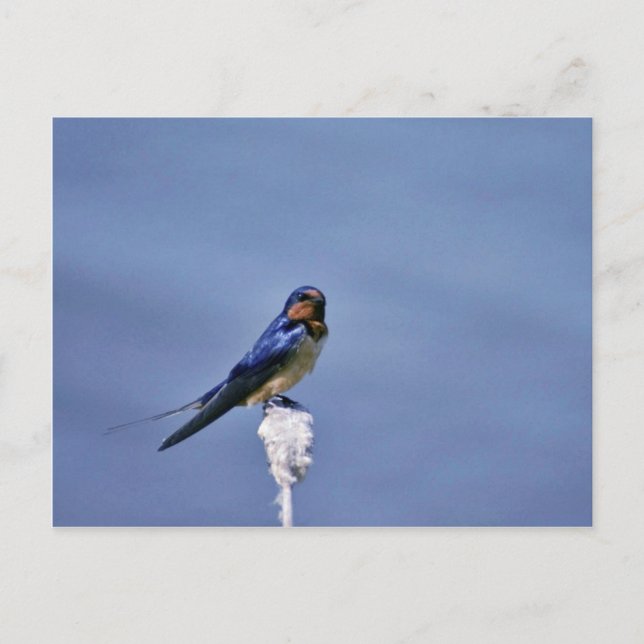 Postal Barn deglución (Anverso)