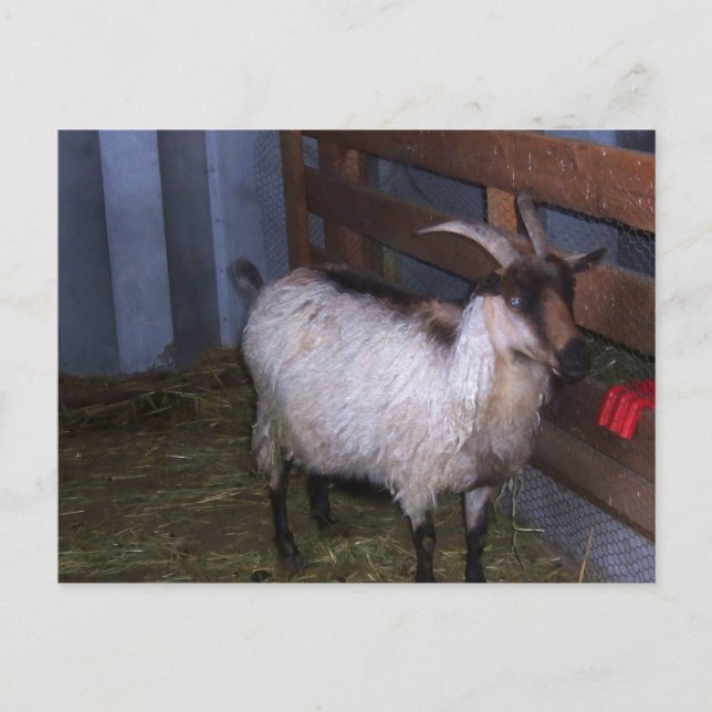 Postal Barn Goat 4 (Anverso)
