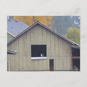 Postal Barn Kitty Postcard