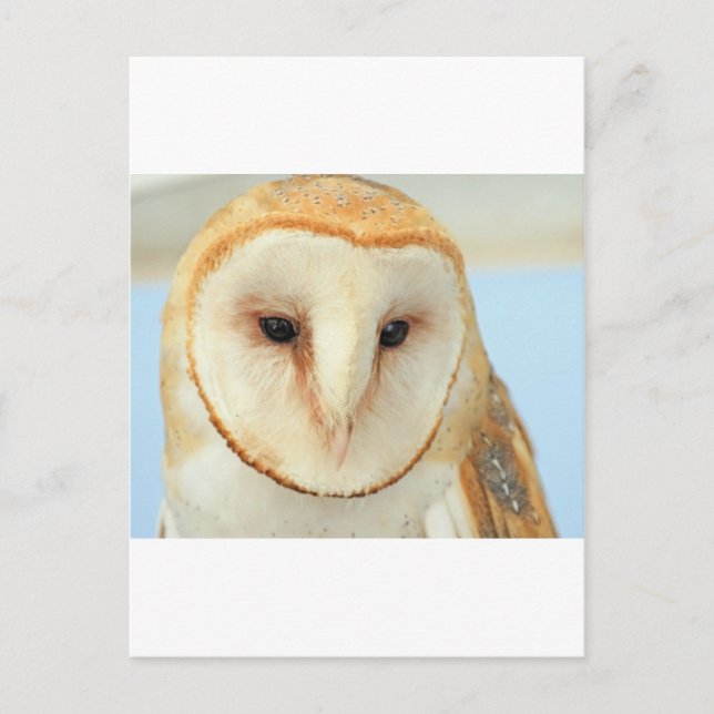 Postal Barn Owl (Anverso)