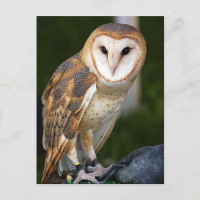 Postal Barn Owl (Anverso)