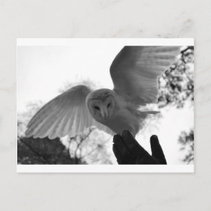 Postal Barn Owl