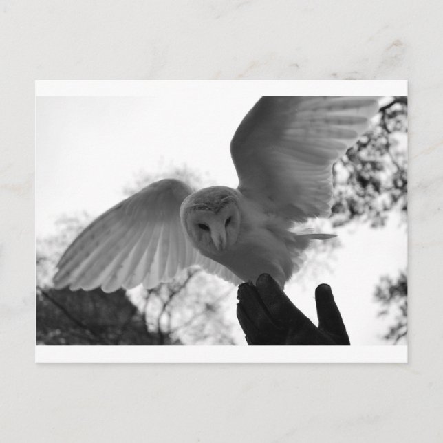 Postal Barn Owl (Anverso)