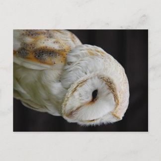 Postal Barn Owl