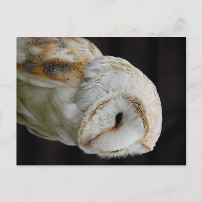 Postal Barn Owl (Anverso)