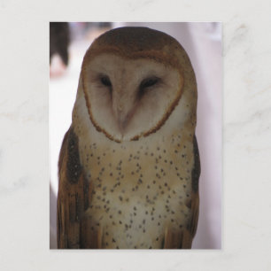 Postal Barn Owl