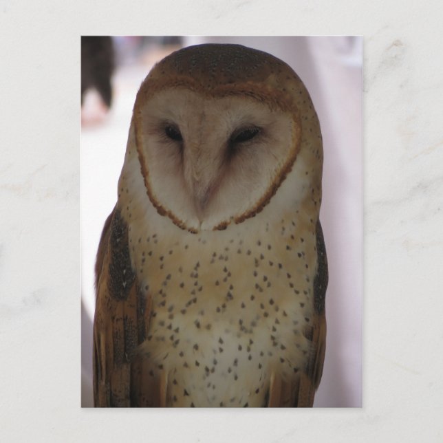 Postal Barn Owl (Anverso)