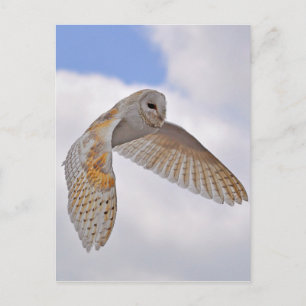 Postal Barn Owl