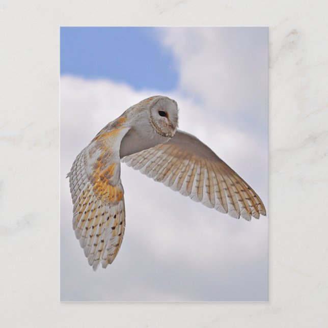 Postal Barn Owl (Anverso)