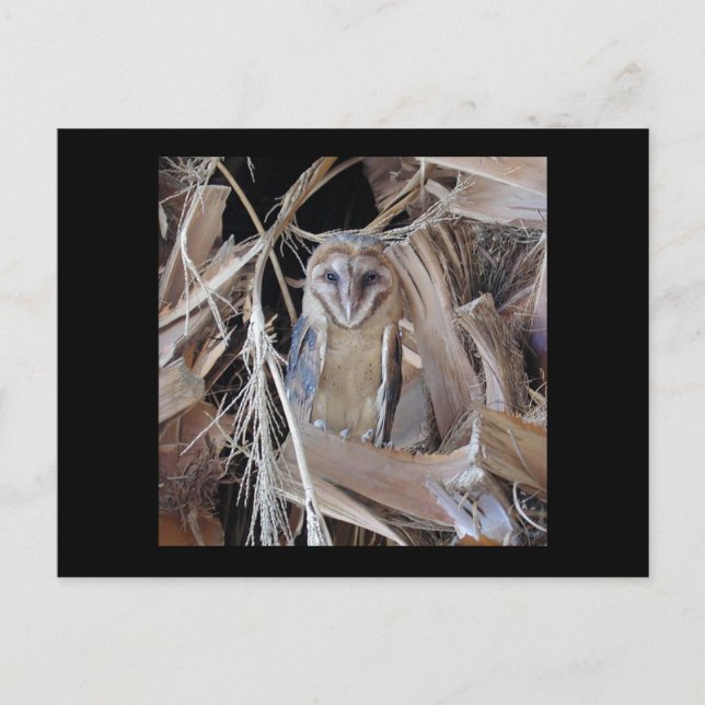 Postal Barn Owl (Anverso)