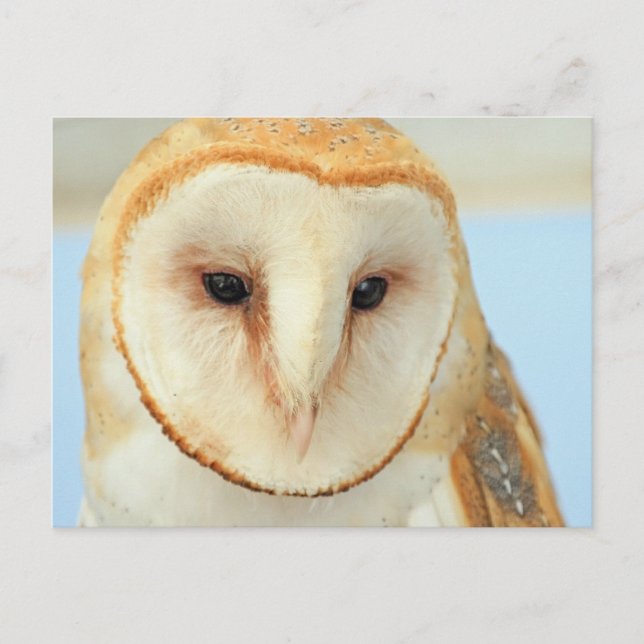 Postal Barn Owl (Anverso)