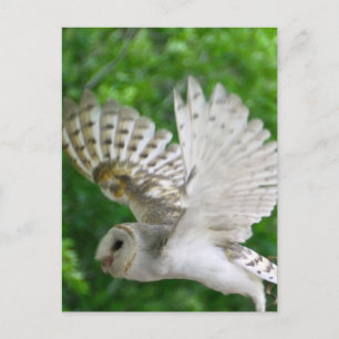 Postal BARN-owl