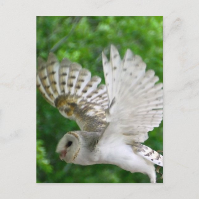 Postal BARN-owl (Anverso)