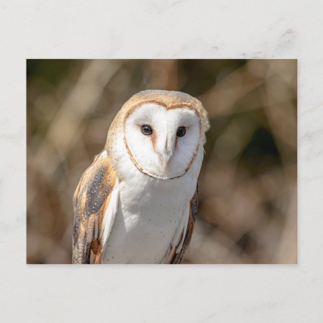 Postal Barn Owl (Anverso)