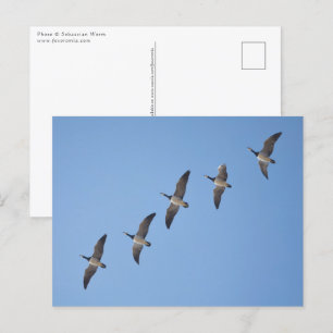 Postal Barnacle Geese