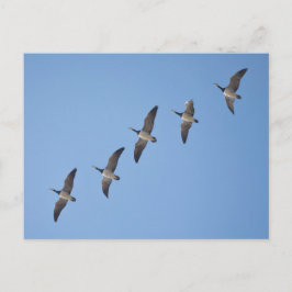 Postal Barnacle Geese