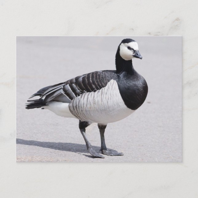 Postal Barnacle Goose (Anverso)