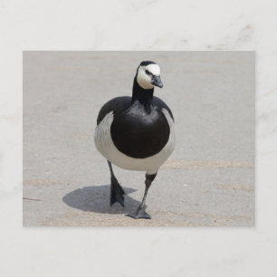 Postal Barnacle Goose