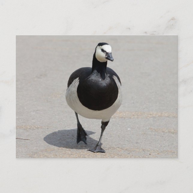 Postal Barnacle Goose (Anverso)