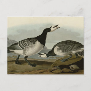 Postal Barnacle Goose