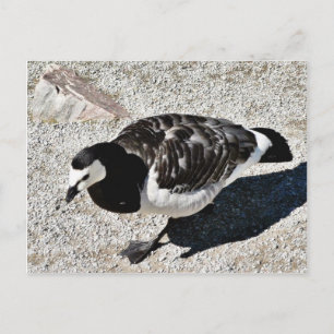 Postal Barnacle Goose Animal