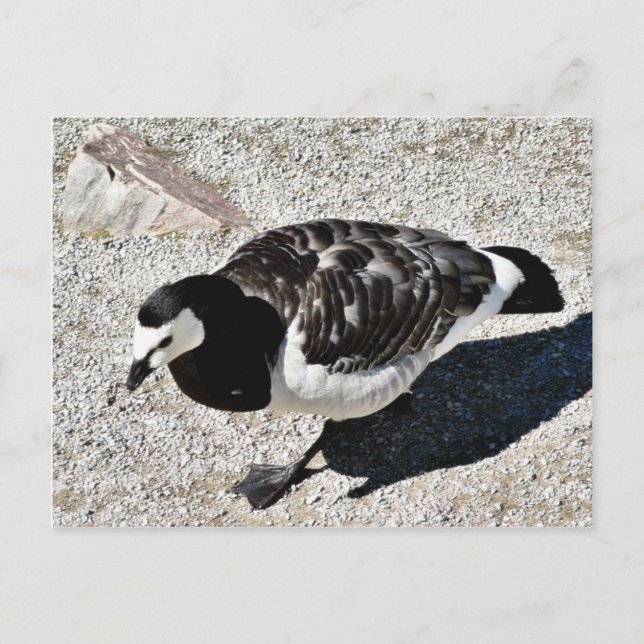 Postal Barnacle Goose Animal (Anverso)