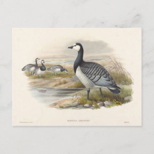 Postal Barnacle Goose de Joseph Wolf