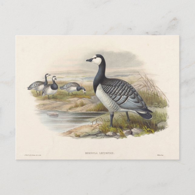Postal Barnacle Goose de Joseph Wolf (Anverso)