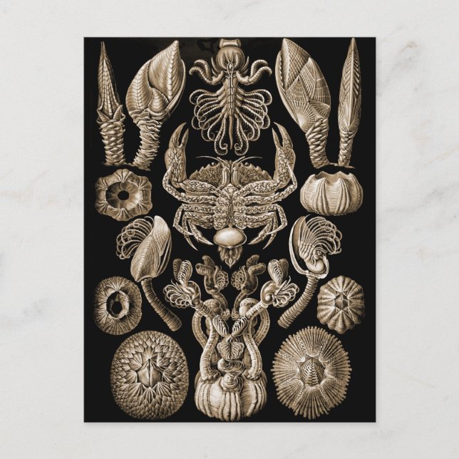 Postal Barnacles (Anverso)