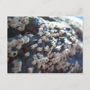 Postal Barnacles 1