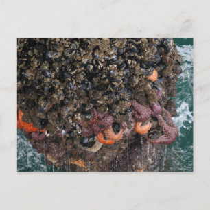 Postal Barnacles y starfish